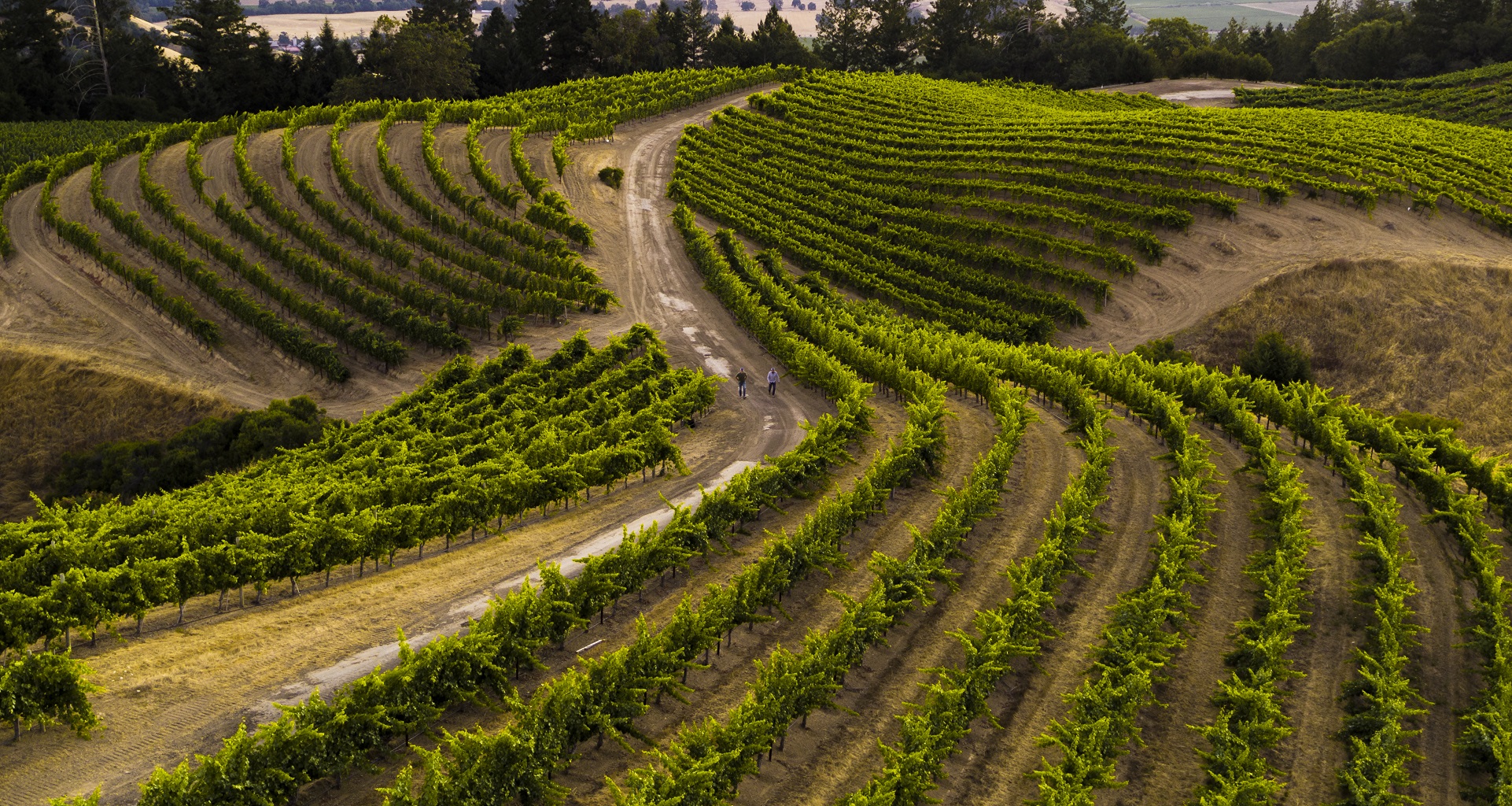 Sustainable wine 1920x1024 1