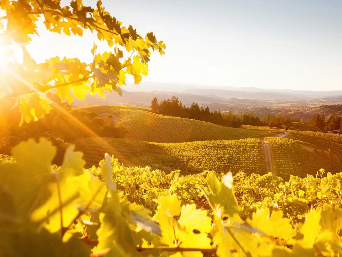 ava alexander valley