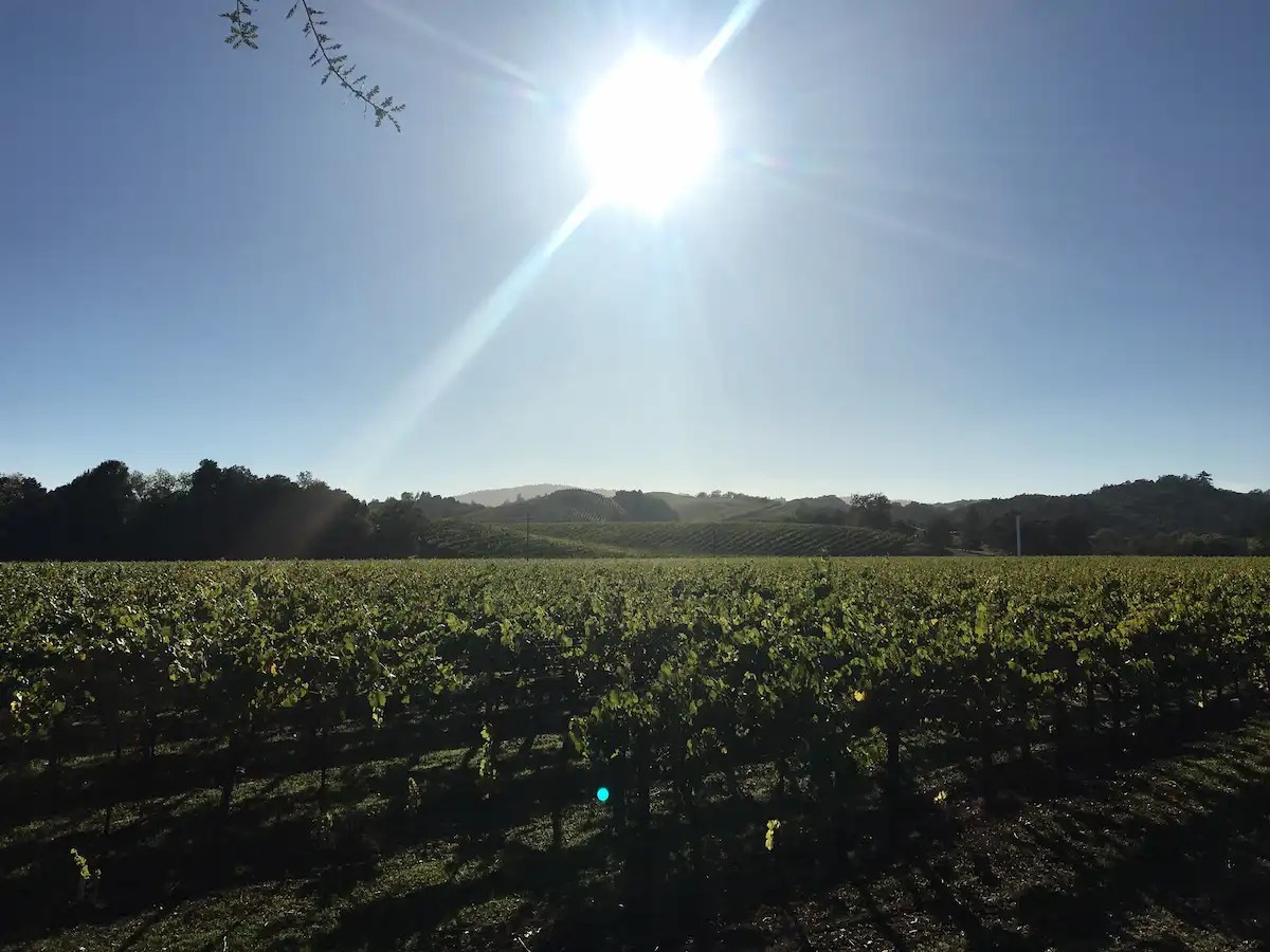 ava napa carneros