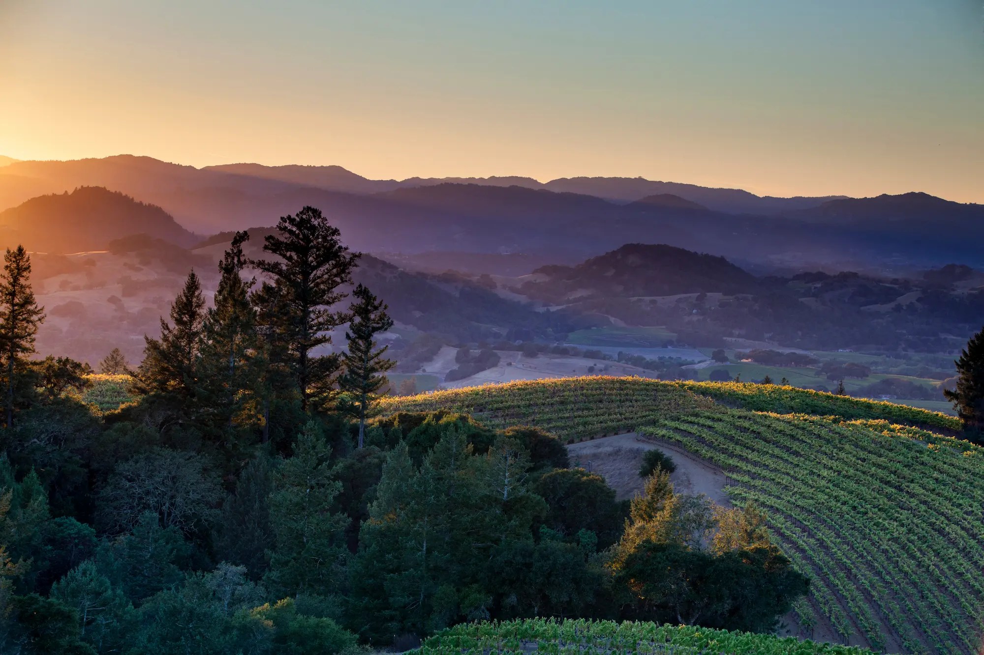 sustainable vineyards