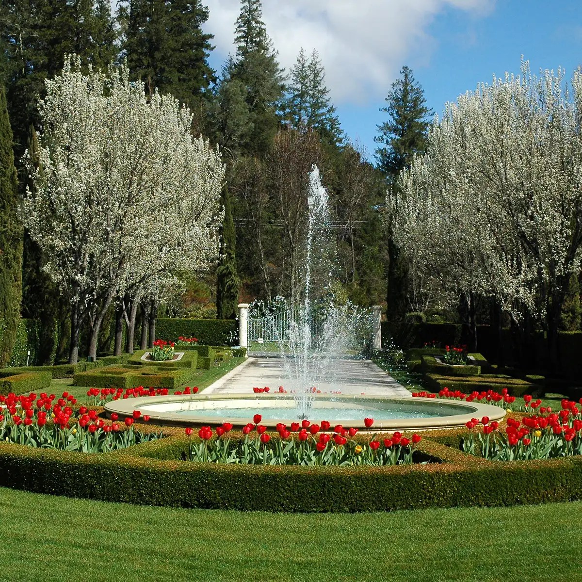 tulips